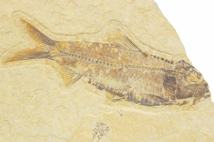 Detailed Fossil Fish (Knightia) - Wyoming #373714